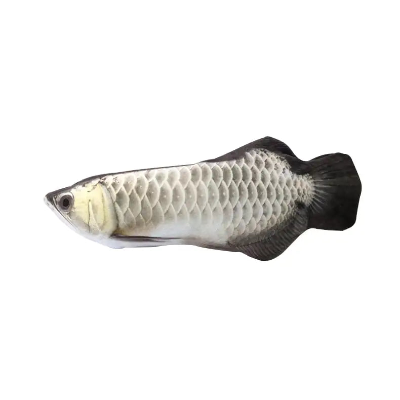 FishyCat